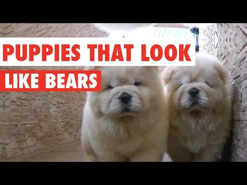 Puppies That Look Like Bears Video Compilation 2017 - UCPIvT-zcQl2H0vabdXJGcpg