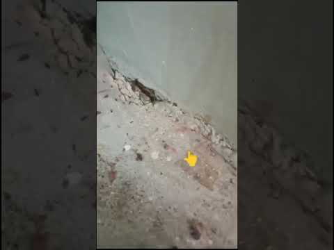 How did you (ant) spread the news this quickly?