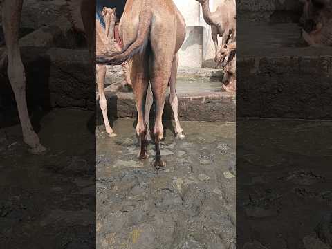 الجمل واقف في الطين. #youtube #shorts