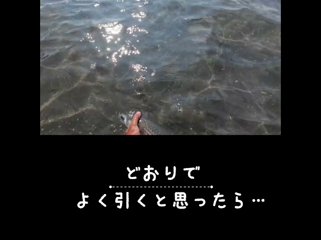 チャンネル登録よろしく願いします！
登録はこちらhttp://www.youtube.com/channel/UCLIY4yRqh4NoZMADsnyzR3A?sub_confirmation=1

#フライフィッシング #flyfishing #flycasting #フライキャスティング

【メンバーシップ】
通常の動画よりも、掘り下げた内容の動画をメンバー用動画として公開しています：
https://www.youtube.com/channel/UCLIY4yRqh4NoZMADsnyzR3A/join

メンバー登録はこちらから：
https://www.youtube.com/channel/UCLIY4yRqh4NoZMADsnyzR3A/join


＝＝＝＝
Tシャツやパーカー、カップやグラスその他、オリジナルグッズをこちら販売しています。

https://www.youtube.com/channel/UCLIY4yRqh4NoZMADsnyzR3A/store



＝＝＝＝

各種SNS等

Instagram
https://www.instagram.com/hiroshi5489/?hl=ja

Twitter
https://twitter.com/okada17889410

Facebook
https://www.facebook.com/hiroshi.okada.961

note
https://note.com/bloodknot

Blog
https://blood-knot.com/%e3%83%96%e3%83%ad%e3%82%b0/

ブラッドノットホームページ
https://blood-knot.com/

【無料】メールマガジン
https://blood-knot.com/%e7%84%a1%e6%96%99%e3%83%a1%e3%83%bc%e3%83%ab%e3%83%9e%e3%82%ac%e3%82%b8%e3%83%b3%e3%81%94%e7%99%bb%e9%8c%b2%e3%83%95%e3%82%a9%e3%83%bc%e3%83%a0/

【無料】オンラインサロン
https://www.facebook.com/groups/381490143572405/about