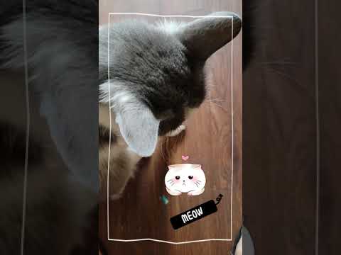 Cat sick symptoms - fluffy sick| cat meowing| cat sick treatment   #shorts