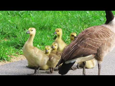 ADORABLE! Canada Geese and Goslings on the trail!
