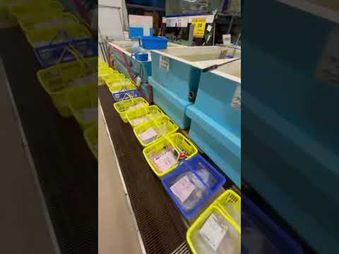 久しぶりに沖アミ解凍予約多数あります。明け方のみ混雑致しますが、すぐに解消します。ご了承ください。11月２日日曜日。