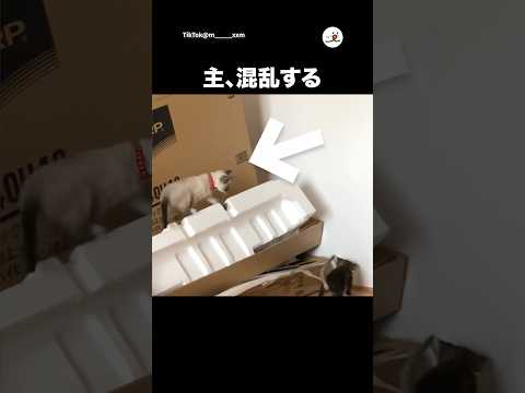 ペット動画：心温まる予想外の出来事 サムネイル