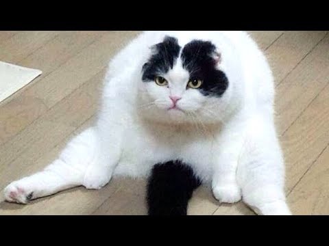 You WON'T BE ABLE TO CONTROL YOUR LAUGH - Funny ANIMAL compilation - UC9obdDRxQkmn_4YpcBMTYLw