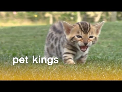 These Pets Just Can't Wait To Be King  | The Pet Collective - UCPIvT-zcQl2H0vabdXJGcpg