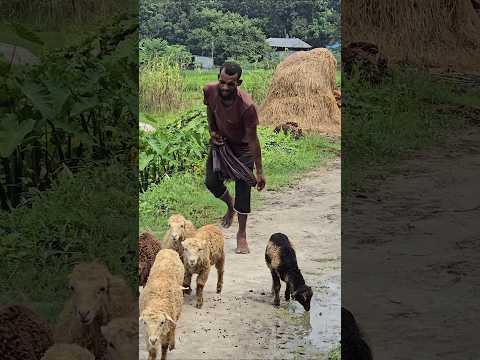 Shepherd Herding a Flock of Sheep in a Village #shorts #farmlife