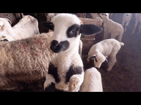 1000 ovaca na jednom mjestu, toliko i janjadi. 40 ovaca se janji dnevno.