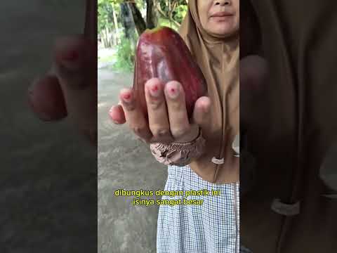 panen jambu citra #shorts #budidayatanaman #buah #jambu #pertanian #berkebun #viral #harvest #garden