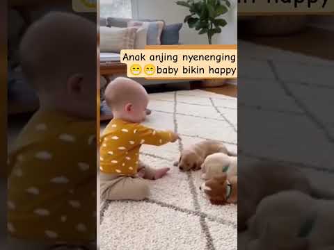 Anak anjing nyenengin baby bikin happy
