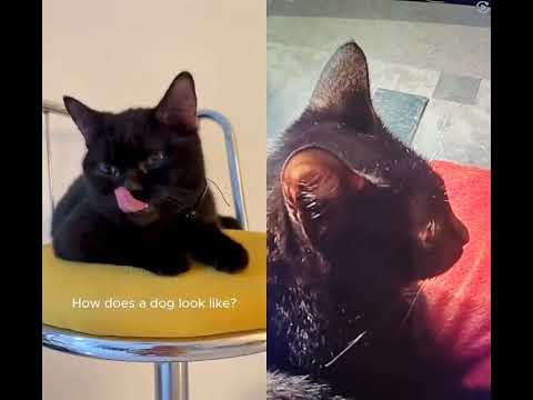 cat drama acting 😃😄😀🤣🤣🤣🤣🤣