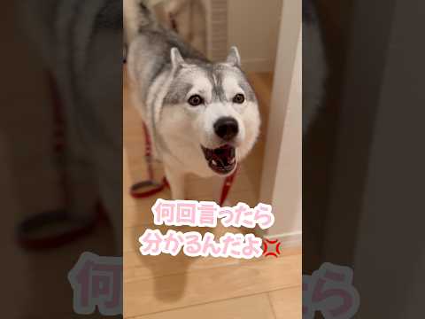 弟に当たりが強いハスキー #シベリアンハスキー #ハスキー #ハスキー犬