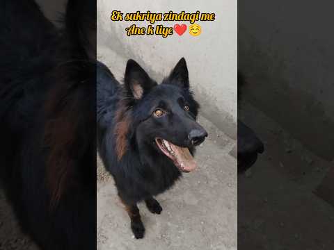 ek sukriya zindagi me ane k liye🤌🏻😍#shorts #doglove #germanshepherd #pets #trending #ytshorts #love