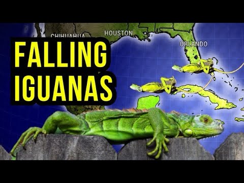 Falling Iguana Alerts Issued...