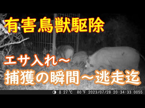 【有害鳥獸驅除】【イノシシ箱罠】 エサ入れ~イノシシウリ坊捕獲~逃走までトレイルカメラ映像