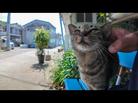 港のベンチで寝てた猫をナデナデしたら嬉しそうにスリスリしてきた🐾