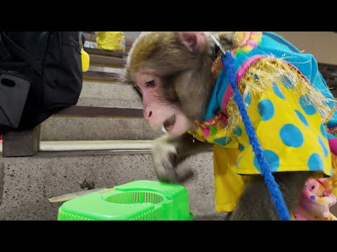 【超閲覧注意！】小学生から差し入れに『バッタ』をもらって踊り食いするお猿のルートくん