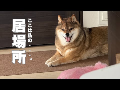 全然どけてくれない柴犬に７歳女の子たじたじ・・。 サムネイル