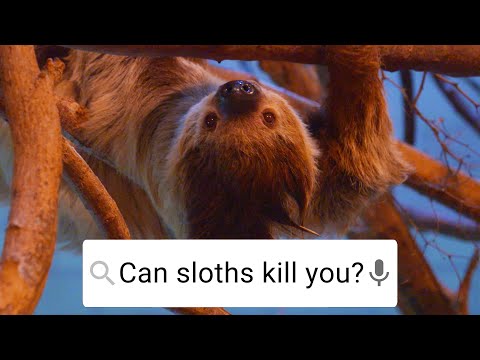Can Sloths Fart? | Weird Animal Searches | BBC Earth