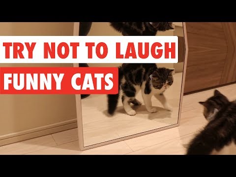 Try Not To Laugh | Funny Cat Video Compilation 2017 - UCPIvT-zcQl2H0vabdXJGcpg