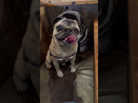 Cutie at the Restaurant! 🥰 #pugs #dogs #shorts