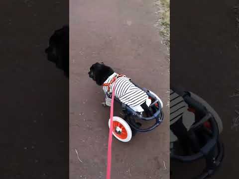 黒パグ小梅🐶Googleから届いた動画🎥いろんな所へ出かけて🚗たくさんお散歩しました🐾🐾