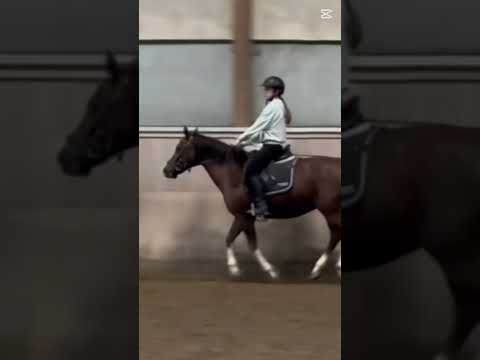 Myeq were not very good yesterday #horse #equestrianjourney #equestrian #viral #pony #riding #shorts