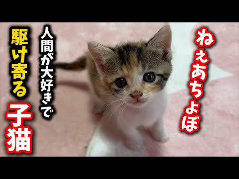 人間が大好きな生後1ヶ月の子猫のかわいい瞬間 サムネイル