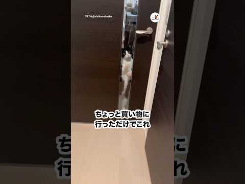 PECOが水を求めてへばりつく瞬間のかわいい映像 サムネイル