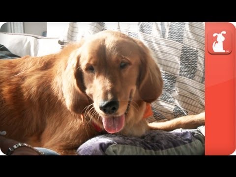 Kanga the Blind Golden - Tails of Hope - UCPIvT-zcQl2H0vabdXJGcpg