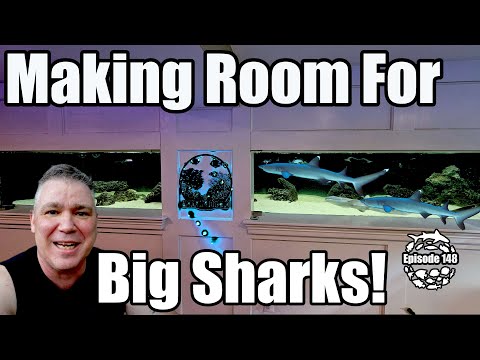 Can My Aquarium Handle a BIG Shark? Challenge Acce Complete rescape of Predator Bay 3000 marine Shark & Ray aquarium to better accommodate the current 