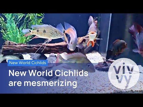 NEW WORLD CICHLIDS_ CICHLIDS that MESMERIZE Get plenty of beautiful New World cichlids inspiration for your tank. With dazzling colors and disti