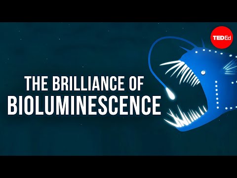 The brilliance of bioluminescence - Leslie Kenna - UCsooa4yRKGN_zEE8iknghZA