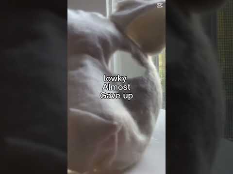 Lion Therian mask. #therian #furry #antizoo #liontherian