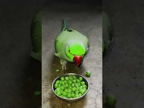 amazing talking parrot eating fruit 😋 #talkingparot #petbird #funny #eatingshow #eatingfruit