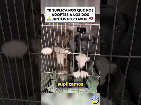 Esperamos que nos adopten🙏😢💔