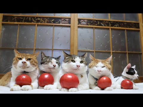 大玉トマトと一緒に楽しむ癒しののせ猫動画 サムネイル