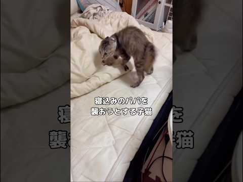 子猫のおちょくりに驚きと笑顔がいっぱいの動画 サムネイル
