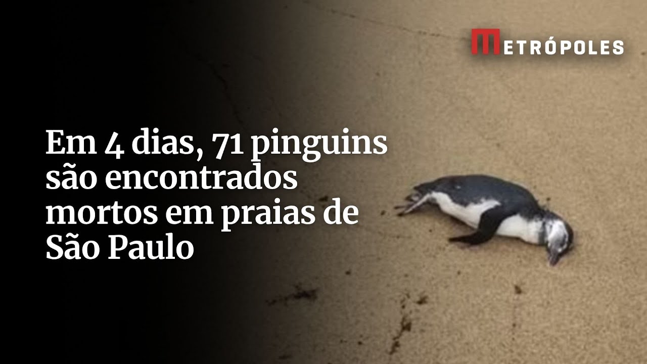 Em 4 dias 71 pinguins são encontrados mortos em praias de São Paulo