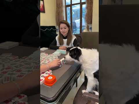 狗狗打麻將容易把人氣瘋掉 #边牧打麻将 #games #边牧软软 #funny #pets