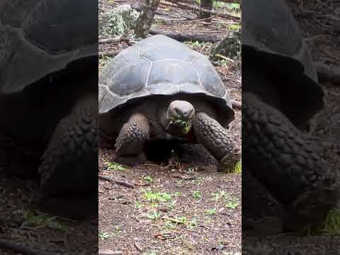 Место на Земле, где природа живёт по другим законам 😉 #природа #география #интересное