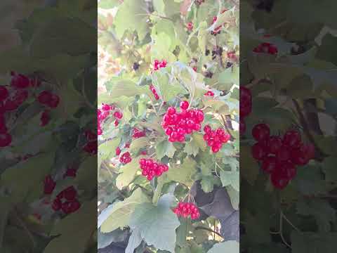 Осінь