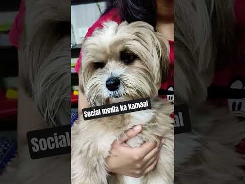 ♥️#comedy #dog #pet #shorts