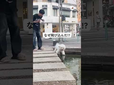 猫の動画サムネイル - 突然池にダイブしたワンコ｜PECO