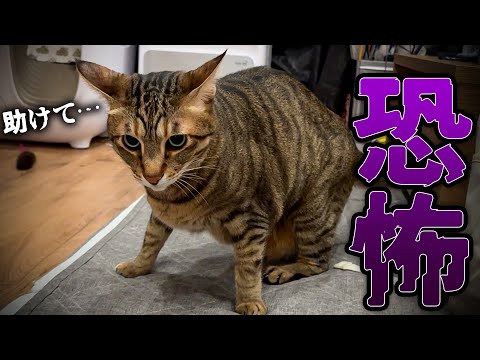 猫の動画サムネイル - 【異変】突然ティガーが”何か”を怖がって一歩も動けなくなってしまいました…