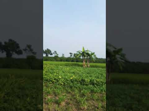 বাংলাদেশর প্রাকৃতিক সৌন্দর্য #nature #village #foryou #viralvideo
