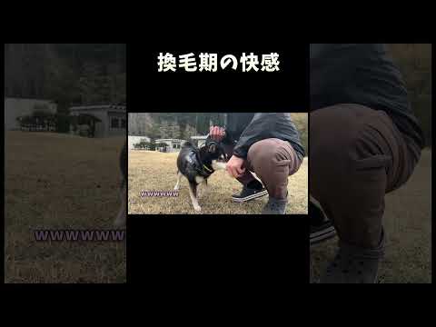 犬の動画サムネイル - 換毛期の快感