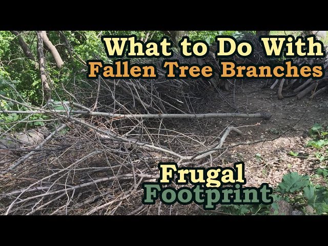 How To Safely Dispose Of Tree Branches - To Get Ideas