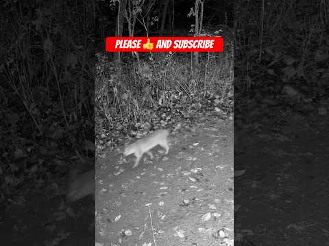 Bobcat Caught on Trail Camera at Night | Rare Up Close Wildlife Encounter #shorts