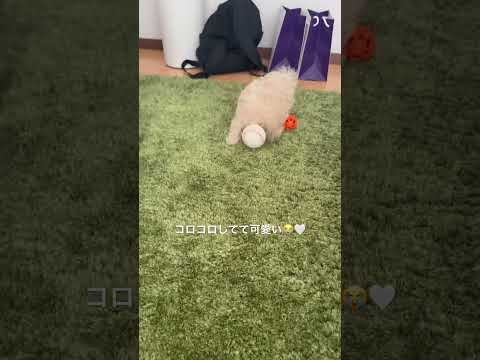 生まれて3ヶ月のマルプー🐶🐾 #トイプードル #マルプー #マルチーズ #福岡 #子犬 #赤ちゃん